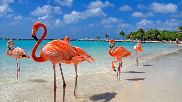Пляжный отдых на острове в Карибском море — Аруба на 8 марта за 154 000 RUB
