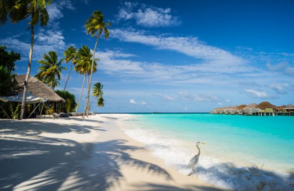Роскошный отдых на Мальдивских островах за 159 000 RUB с питанием «Все включено» и трансфером в конце ноября