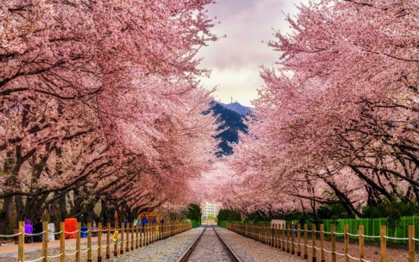Экскурсионное путешествие с русскоговорящим гидом в Южную Корею на цветение сакуры: Сеул, Сокчо, Похан, Кёнджу и Пусан за 137 000 RUB в марте