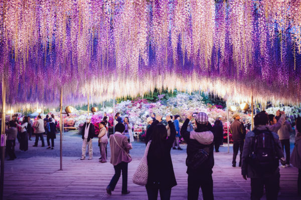 Япония во время цветения глицинии: Токио с посещением парка Хитачи, бамбуковый лес в Киото, Осака и день в Наре за 99 000 RUB на майские
