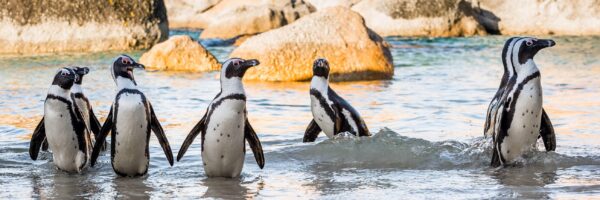 ЮАР в феврале: Кейптаун и Столовая гора, пингвины на пляже Боулдерс, сафари в парке Пиланесберг, мыс Доброй Надежды и дегустация вина за 193 000 RUB из Москвы