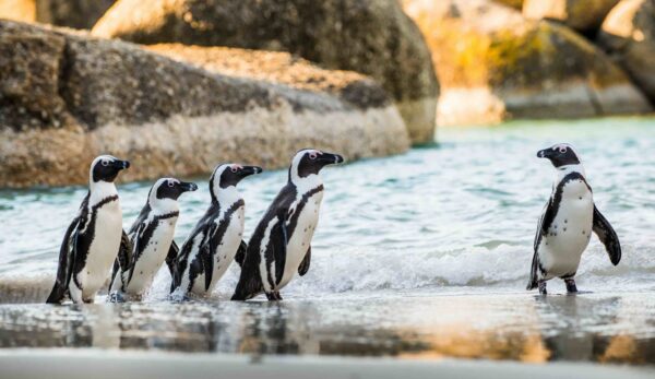 ЮАР в январе: Кейптаун и Йоханнесбург + сафари по заповеднику, поездки для наблюдения за пингвинами и на винокурню с дегустацией