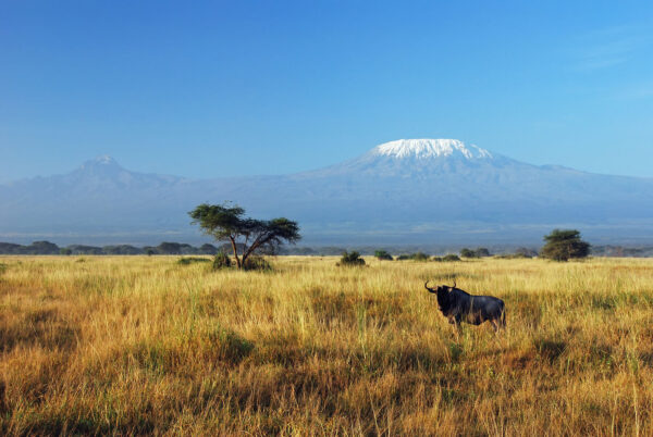 Танзания на 8 марта: сафари в кратерах Тарангире и Нгоронгоро, красавица Кили и пляж на Занзибаре