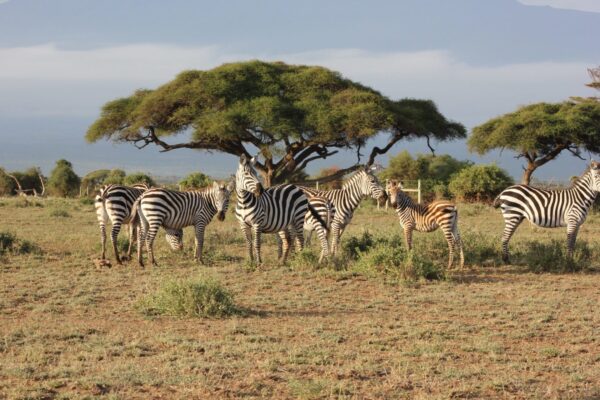 Кения в феврале: сафари в Масаи-Мара и Накуру, Найроби с посещением центра жирафов и отдых на шикарном пляже Диани-Бич за 306 000 RUB
