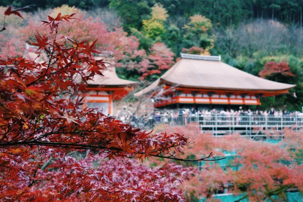 Сезон красных клёнов в Японии: Токио, Киото и Осака за 153 000 RUB в ноябре